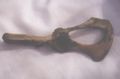 beaver bone