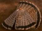 grouse tail