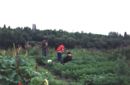 fontas garden