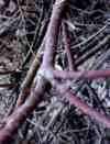 red willow