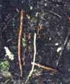 spruce roots
